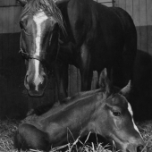Mother with newborn foal, Mount Holley, NJ 1947