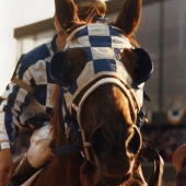 1973 Secretariat  Triple Crown Winner
