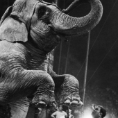 Barnum and Bailey, Pittsburgh, PA, 1955