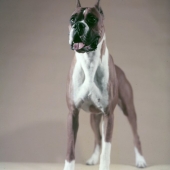 Barrage, champion boxer, SI cover, Feb11, 1957