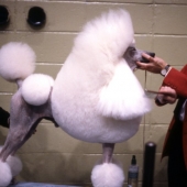 Standard Poodle, Best in Show