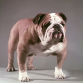 Bulldog Kippax Fearnought, SI cover, July 4, 1955