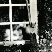 Cat on broom