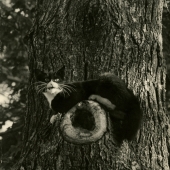 Cat on tree knob