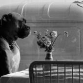 Dog and Man in Paris cafe