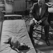 Dog psychiatrist with patient