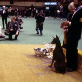 Dog show winner's carpet