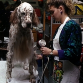 Junior, English Setter being groomed