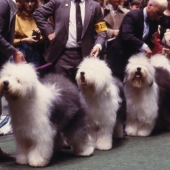 Old English Sheepdogs