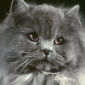 Persian cat