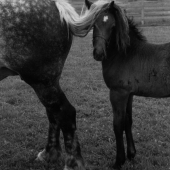 Tail and Foal, Sagamore-farm