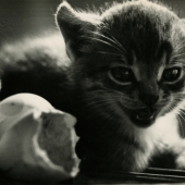 Kitten and hatched chick