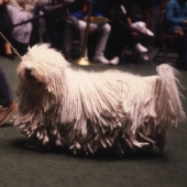 Shag dog with dreds