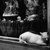 Lady and Cat