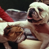 Two bulldogs with handler