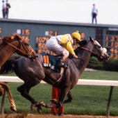 1982 Gato del Sol