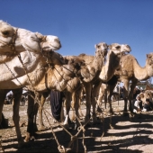 Beersheba Camel Market, 1958