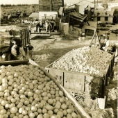 Oranges and lemons loaded for canning factory, 1948