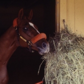 3 - Affirmed  1978
